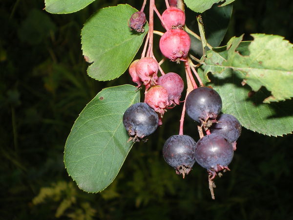 Сергей Моторин