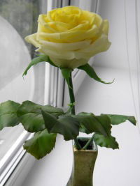 Елена Шуляк