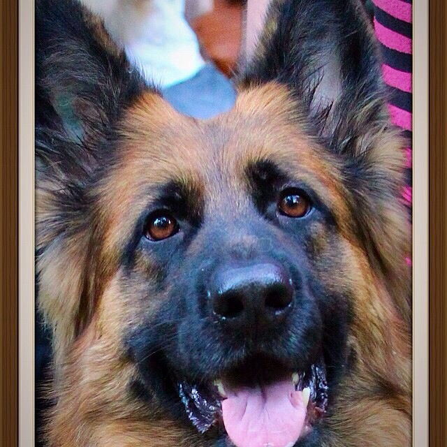 Елена Керимова