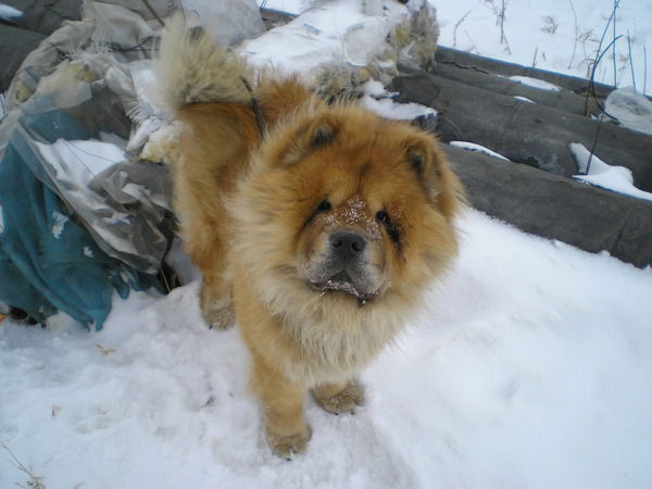 Максим Мамкин