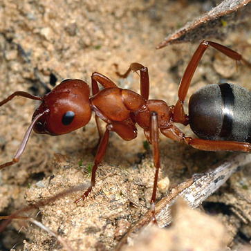 Фридрих Фридов