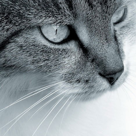 Светлана Соколова