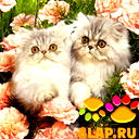 Оля Назар