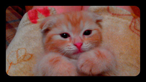 Татьяна Махотина