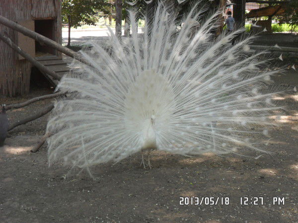 Ирина Булах