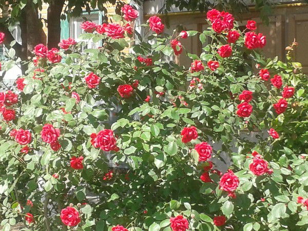 Алена Алена