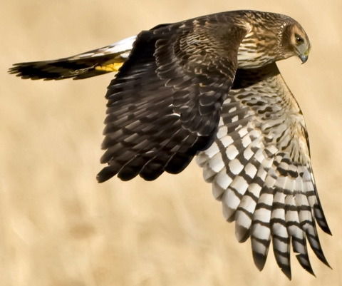 Kinainat Davurbegova