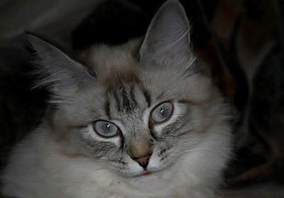 Belladonna (Белладонна)