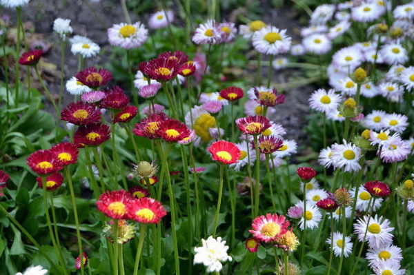 Яна Венцель