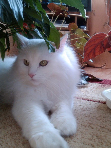 Антон Лебедев