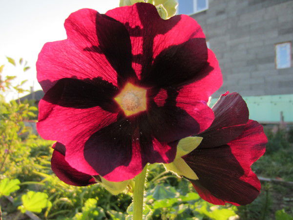 Анна Антропова