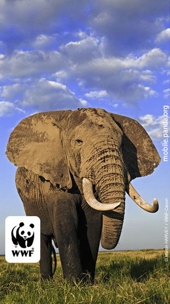 Сергей Сергеевич Коровин