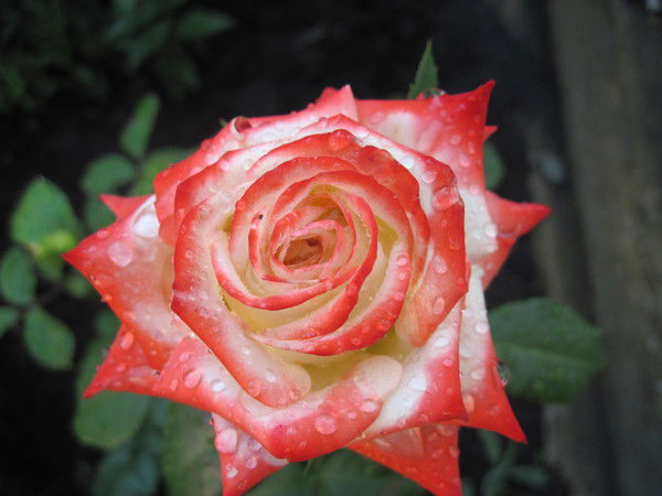 Людмила Шкварчук