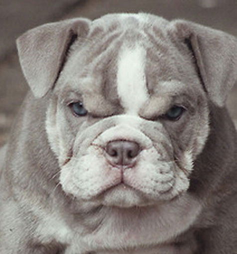 Эдуард Вейтс