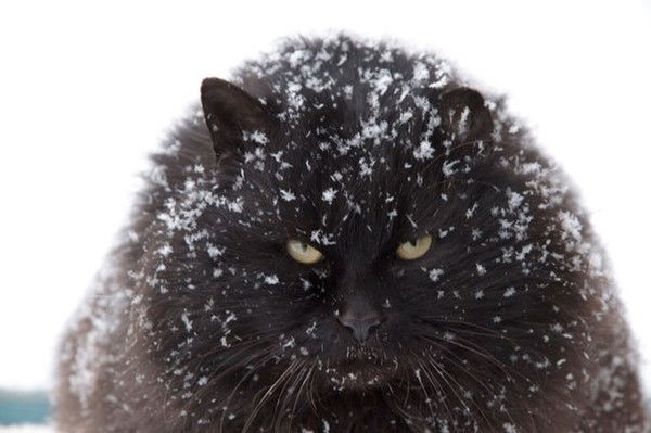 Екатерина Горбатовская