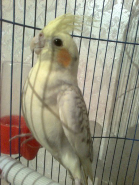 Капризная,но Зло Не Держит )))