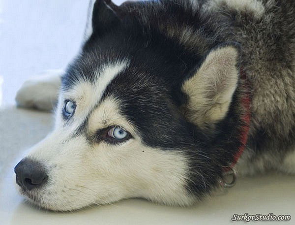 Олег Комаров