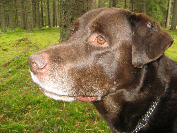 Сергей Козловский