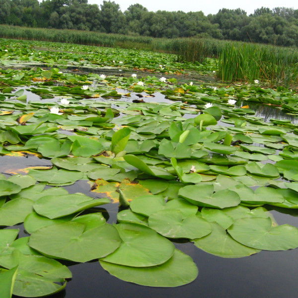 Василий Оксененко