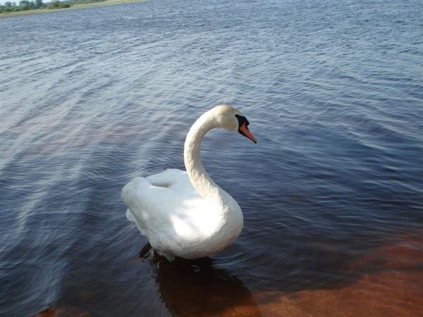 Игорь Парнявский