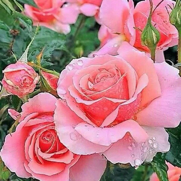 Светлана Трофименко