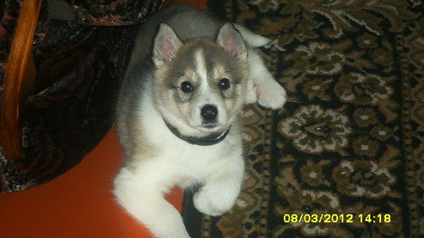 Максим Филистович