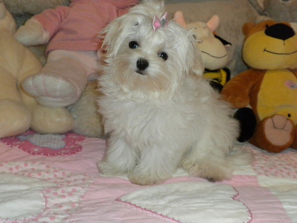 Светлана Приходько