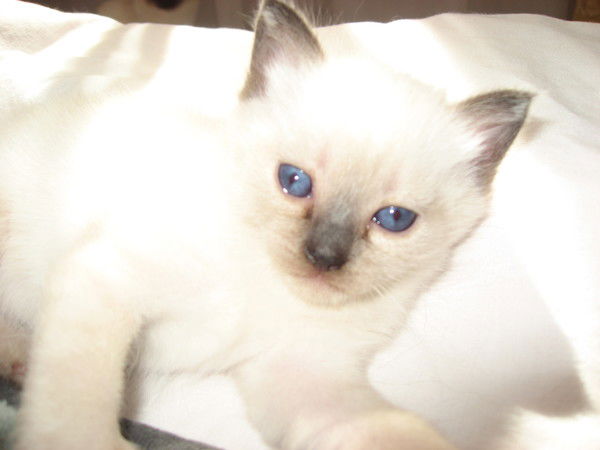 Анастасия Леонова