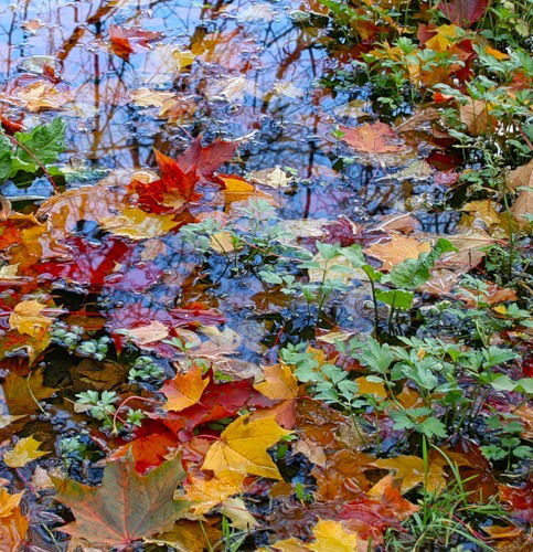 Рамиля Летунова