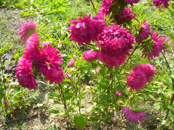 Эльвира Тукбулатова