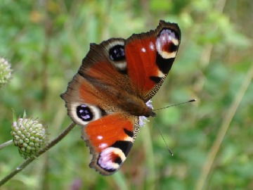 Сергей Snowind