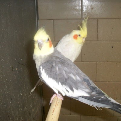 Маша Шендель