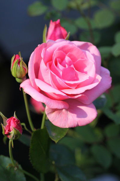 Вероника Петренко