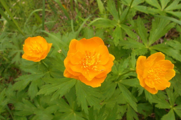 Любовь Алексеева