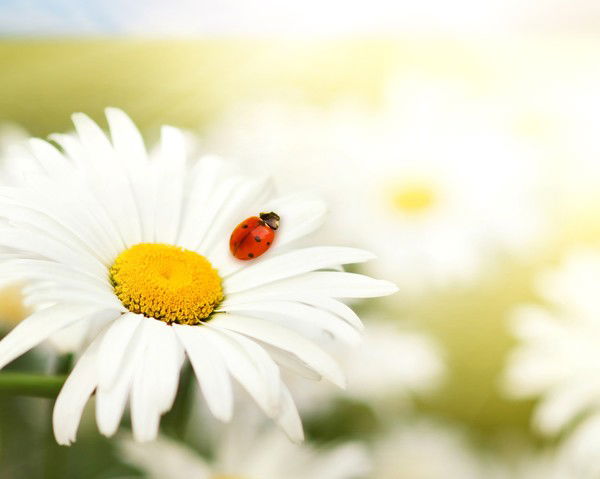 Юлия Карпинская