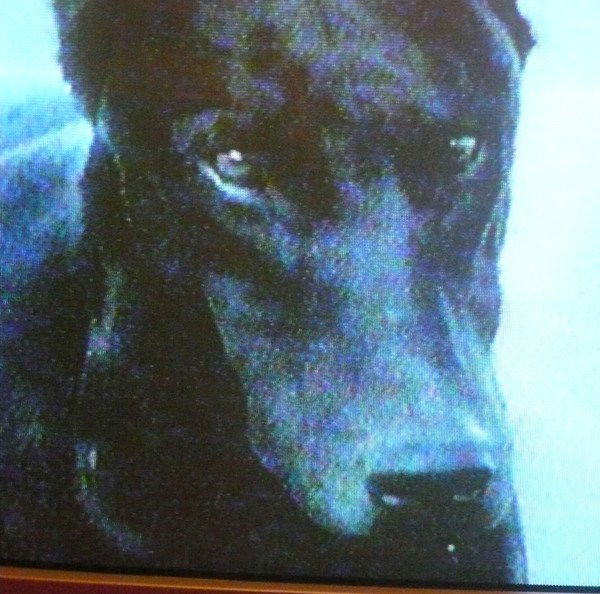 Валя Нестерова