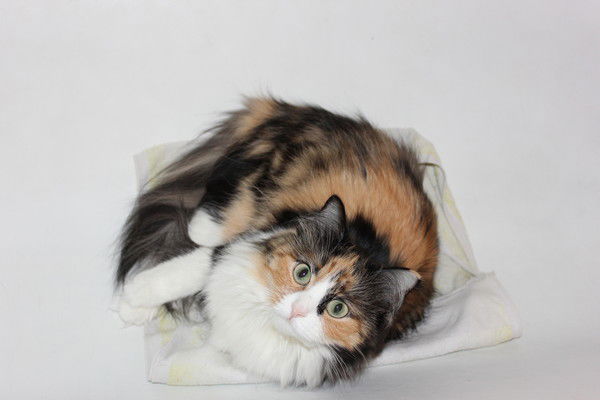 Лолита Симашева