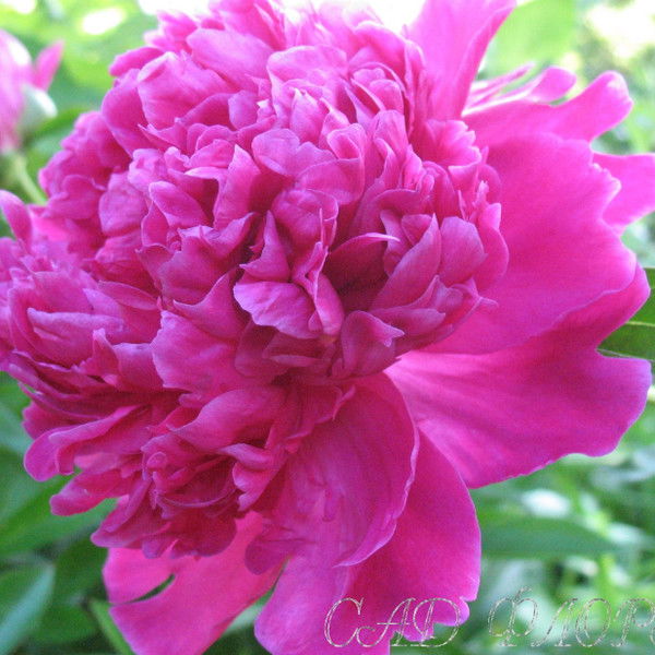 Ирина Завьялова