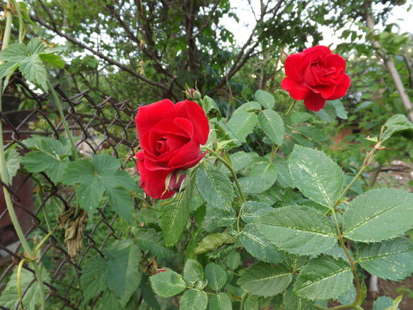 Леся Сербина