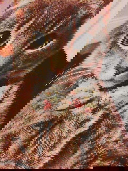 Мариша Иванова