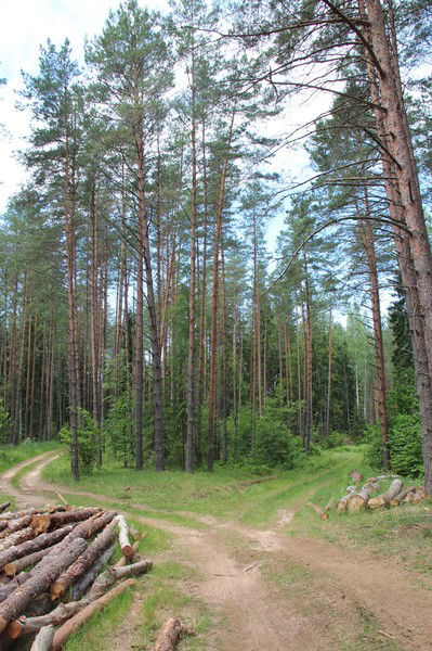 Александр Кошелев