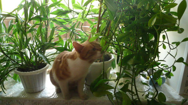 Ольга Сенчугова