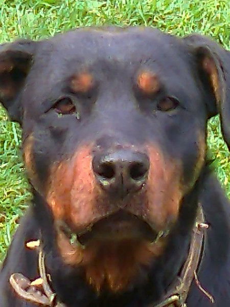 Олена Скакальська