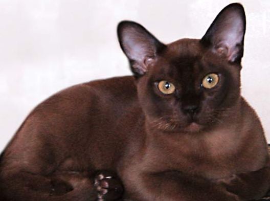 Василий Жуков