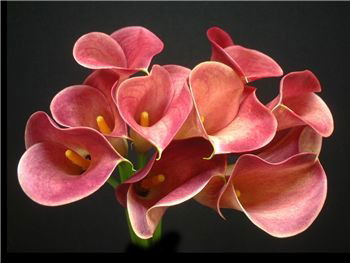 Олеся Курченко