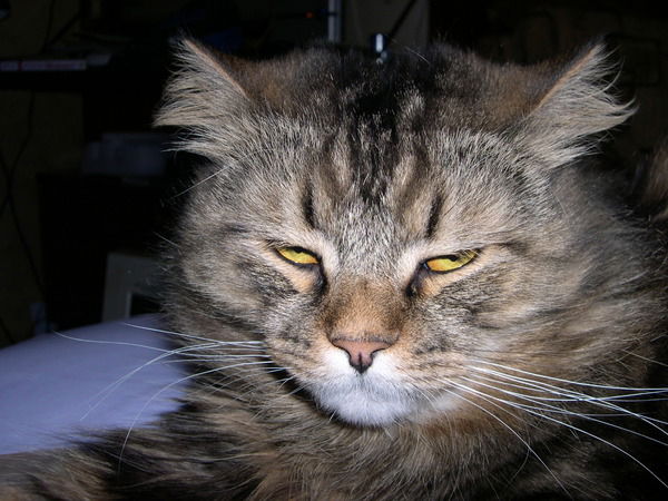 Анатолий Костин