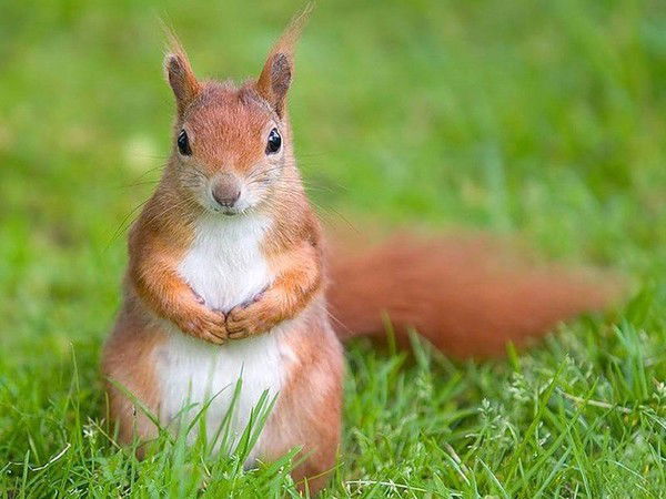 Руслан Степанов