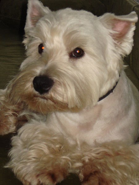 Николай Лапаткин