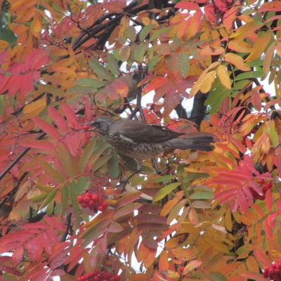 Светлана Кен