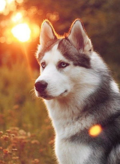 Александра Заколюжная